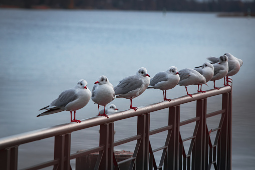 Seagulls sit in a row on a railing