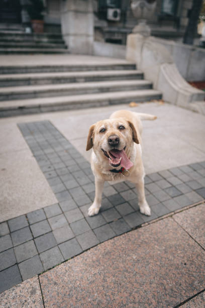 istock Happy dog on the street 1447657939