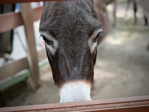little donkey in the stable waiting for the food to come