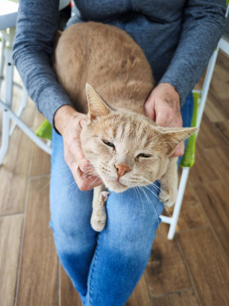istock Cat stroked by the owner. 1447659631