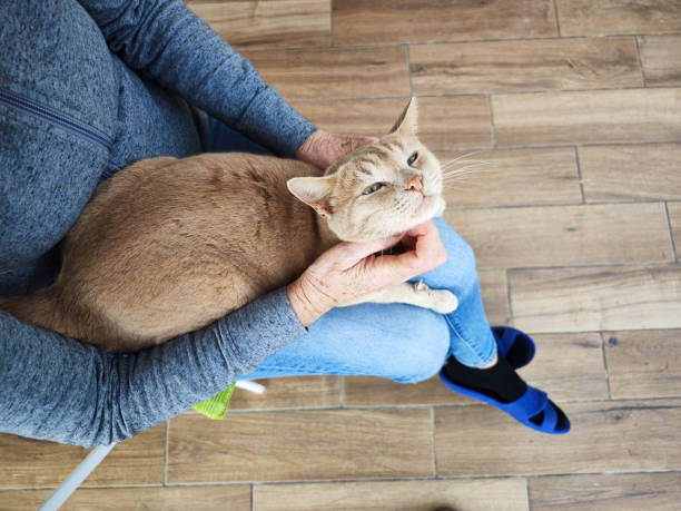 istock Cat stroked by the owner. 1447659648