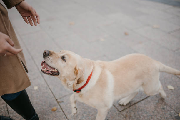 istock Dog loves his owner 1447659762
