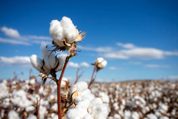 istock Cotton field (Turkey / Izmir). Agriculture concept photo. 1447659975