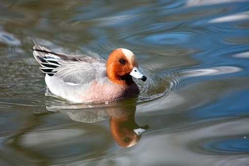 Eurasian wigeon (Mareca penelope) male which is a common dabbling duck which can be found swimming in a wetlands environment, stock photo image