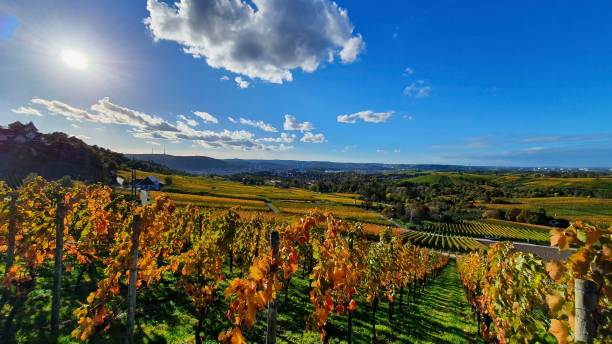 Wine growing area and natural landscapes with colorful vines in autumn around Stuttgart in Baden Wuerttemberg stock photo
