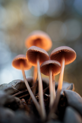 Little mushrooms on pine cone.