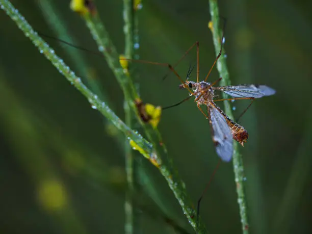 Crane fly is a common name referring to any member of the insect family Tipulidae.