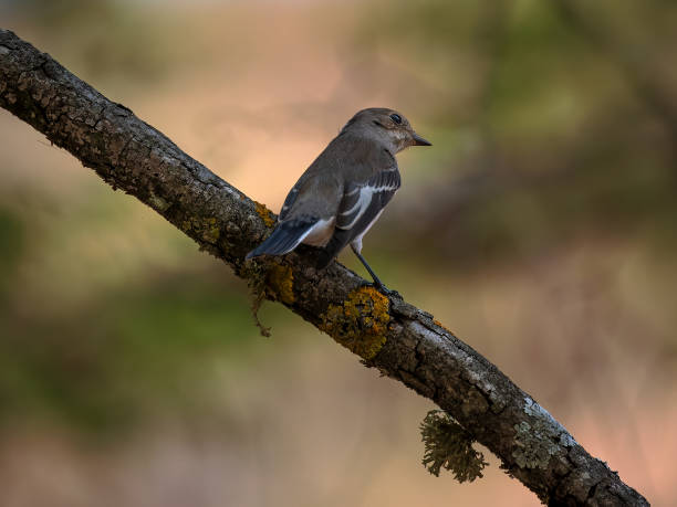istock European pied flycatcher 1447664352