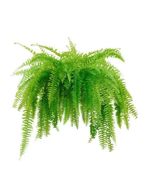 Photo of Boston fern