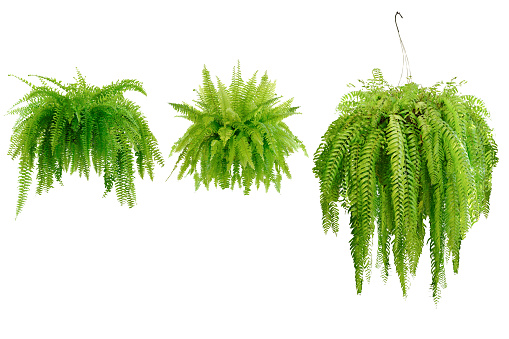 Boston fern (Nephrolepis exaltata Bostoniensis) growing in rattan pot. Beautiful fresh green Common sword fern in a wicker basket for home decoration, isolated on white background