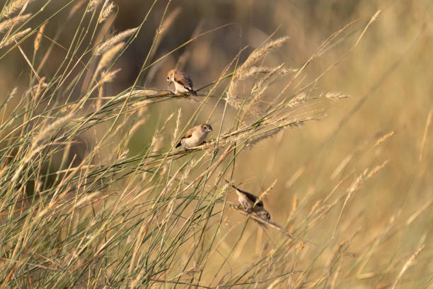 A small group of Indian silverbill (Euodice malabarica), feeding among the tall grasses at the Al Qudra lakes in Dubai, United Arab Emirates. Also called White munia.