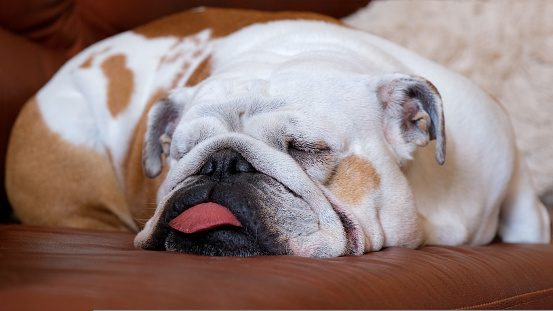Funny english bulldog sleeps on the couch at home stuck out his tongue. The concept of pets and home comfort.