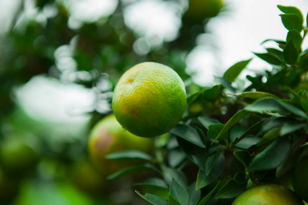 One of the Chinese people's favorite fruits during Chinese New Year, oranges are auspicious fruits