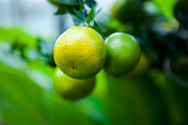 One of the Chinese people's favorite fruits during Chinese New Year, oranges are auspicious fruits