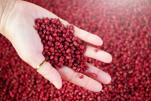 istock Adzuki Beans or Japanese Red Beans in nature background. 1447671294
