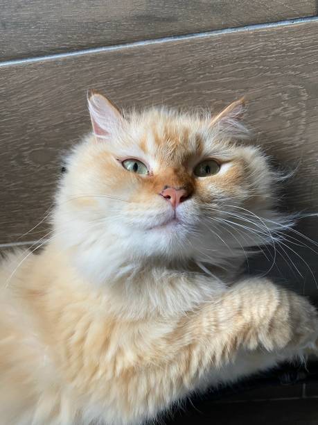 istock Fluffy Yellow Cat Slight Grin 1447671366