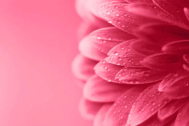 Photo of viva magenta Gerbera flower petals with drops of water, macro on flower, beautiful abstract background