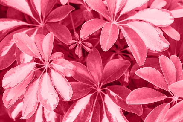 istock fresh viva magenta foliage background. natural leaves pattern 1447671581