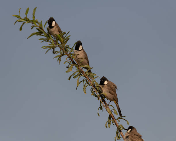 istock Group of four white-eared bulbul perched on a branch 1447671723