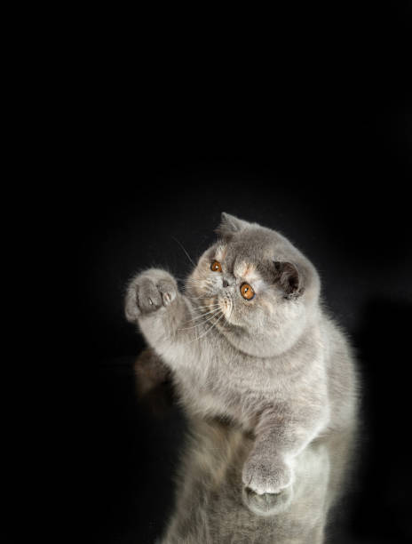 istock A beautiful exotic shorthair cat plays on a dark studio background with a reflection. 1447672080