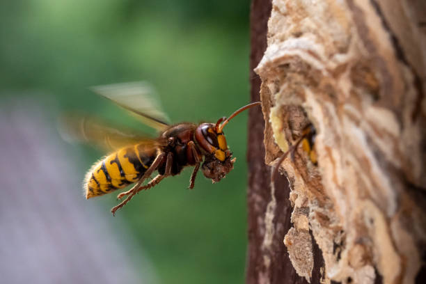 istock Macro of a hornet flying to her nest 1447672870