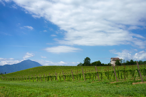 Landscape near Santa Giustina and Sedico, in Belluno province, Veneto, Italy, at summer