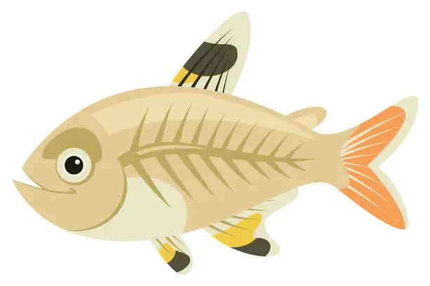 Vector illustration of x-ray fish