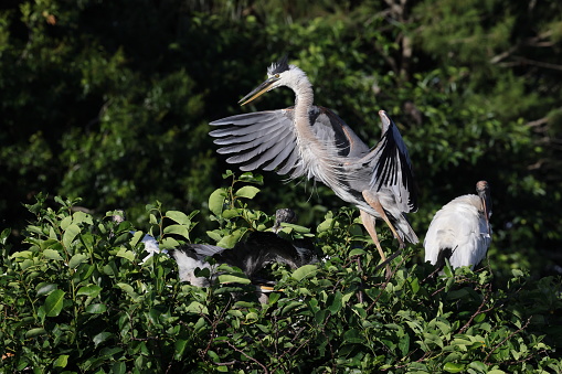 Great Blue Heron Wakodahatchee Wetlands Florida USA