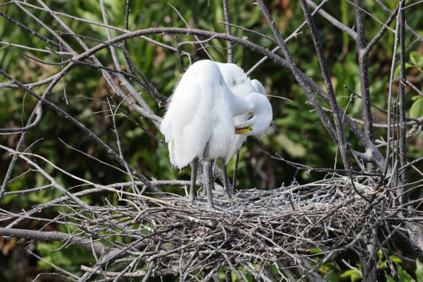 czapla wielka wakodahatchee wetlands florida usa - great white heron snowy egret heron one animal zdjęcia i obrazy z banku zdjęć