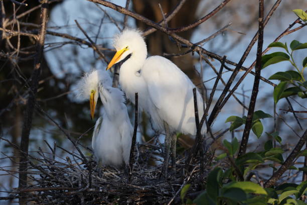 czapla wielka wakodahatchee wetlands florida usa - great white heron snowy egret heron one animal zdjęcia i obrazy z banku zdjęć