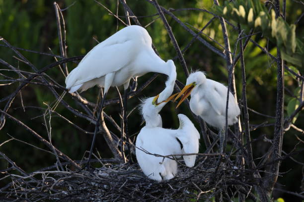 czapla wielka wakodahatchee wetlands florida usa - great white heron snowy egret heron one animal zdjęcia i obrazy z banku zdjęć