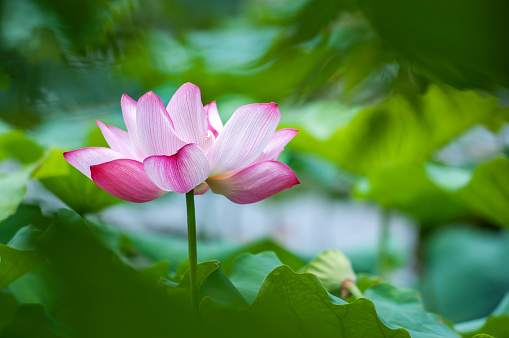 Blooming lotus at a pond in spring, Botanical Garden Wuhan, China.