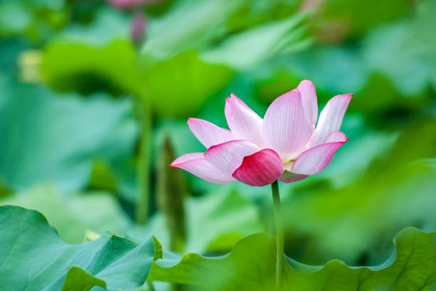 istock Blooming lotus at a pond in spring-7 1447675519