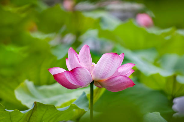 istock Blooming lotus at a pond in spring-9 1447675539