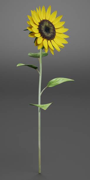 istock Realistic 3D Render of Sunflower 1447677791
