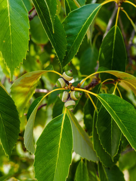 мелкие плоды серого дуба в дендрарии - branch solitary tree oak tree seed стоковые фото и изображения