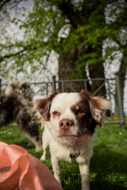 istock a small dog is playing in the meadow 1447681152