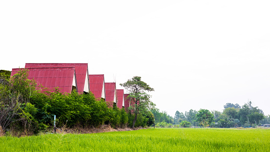 Scenery of an old red-roofed resort set up in a row of abandoned land where hedges grow near green and cloudy paddy fields during the day in a rural farmland in Thailand.