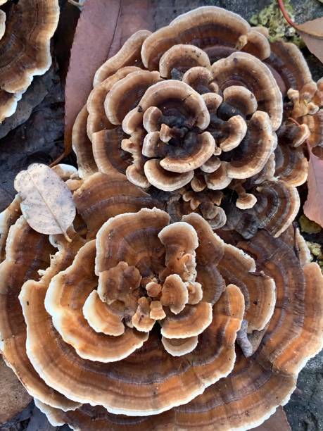 istock fungus on the trunk of a plant 1447685653