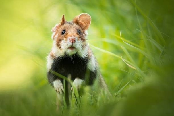 istock European hamster (Cricetus cricetus), with a beautiful green coloured background 1447688544