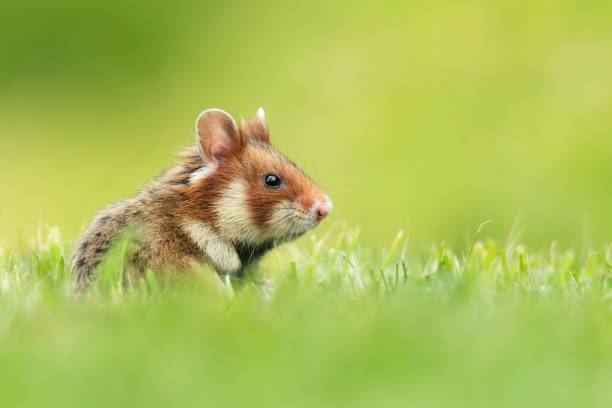 istock European hamster (Cricetus cricetus), with a beautiful green colored background 1447688552