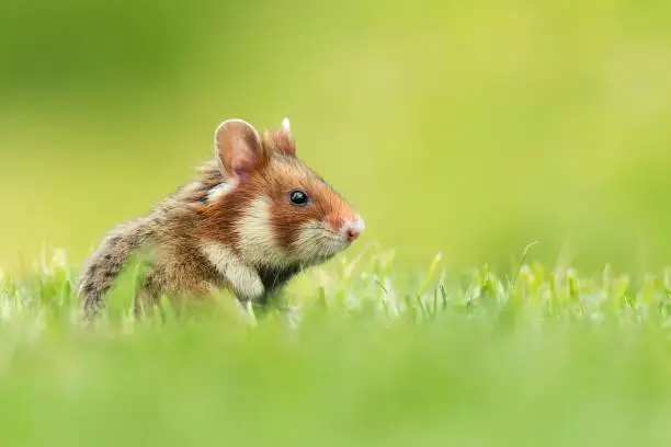 European hamster (Cricetus cricetus), with a beautiful green colored background.  An amazing endangered mammal with brown hair sitting in the grass in the cemetery. Wildlife scene from nature, Austria