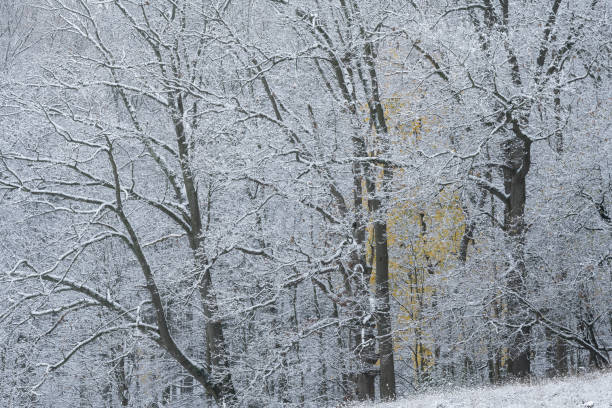 istock Autumn Forest Snow Flocked 1447688661