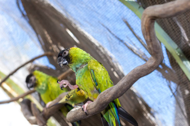 istock A small black-headed, green-bodied parrot sitting on a tree branch 1447689466