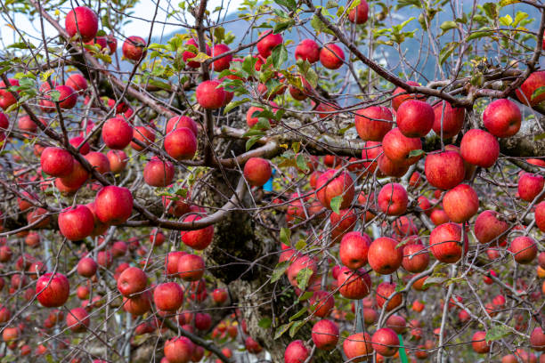 istock Fuji apples with delicious honey from the orchard. 1447689897