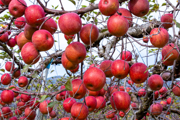 istock Fuji apples with delicious honey from the orchard. 1447689954