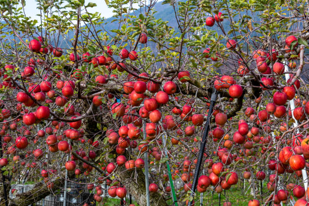 istock Fuji apples with delicious honey from the orchard. 1447690117