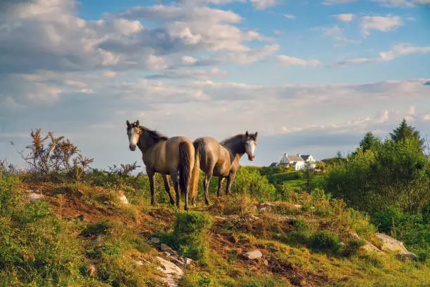 Beautiful landscape wtih two Connemara Pony horses on sunset in summer. Ireland.