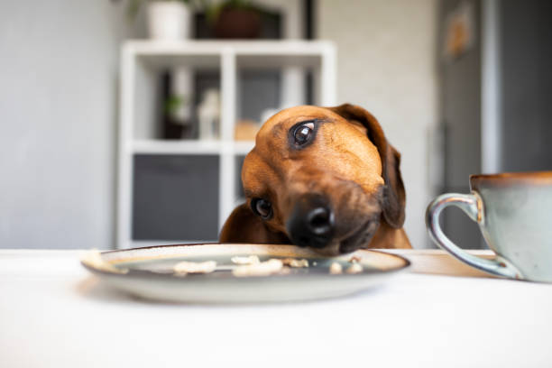 istock Funny dachshund dog eats from a plate on the kitchen table while no one sees. 1447694610