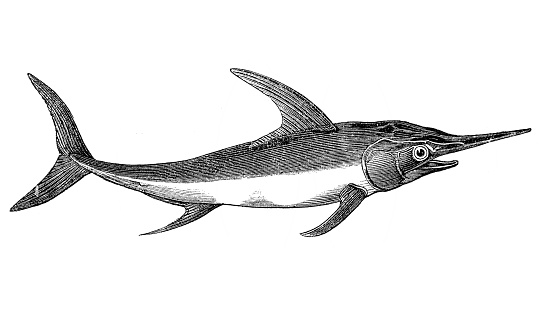 Swordfish (Xiphias gladius)